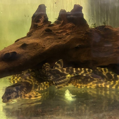 Peckoltia sp. 'Rio Tocantins' 10-12 cm